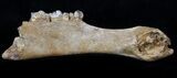Irish Elk Jaw - Pleistocene, North Sea #57817-2
